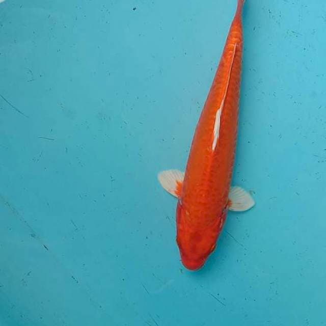 Orenji ogon 30cm muluss