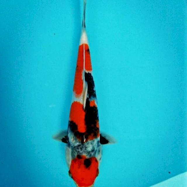 Showa 29cm
