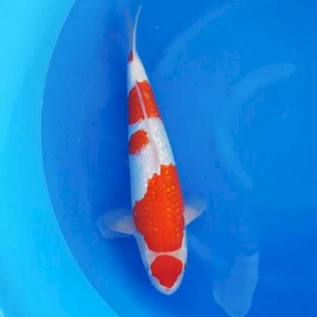 Tancho Kohaku Ginrin