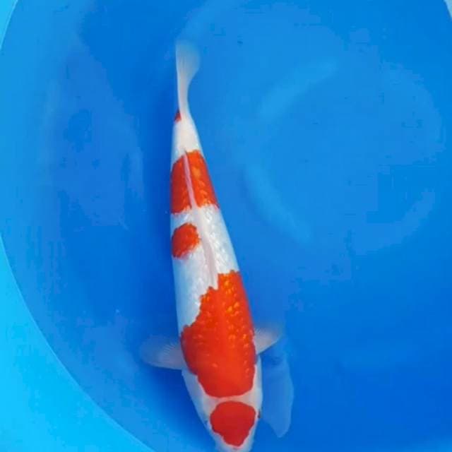 Tancho Kohaku Ginrin