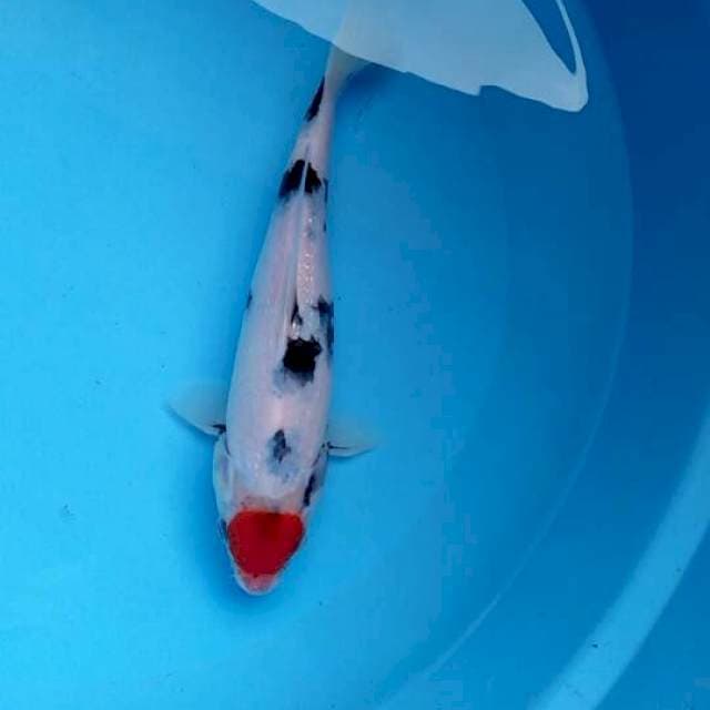 Tancho showa tateghoi 25cm