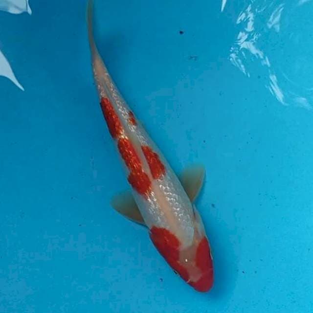 kohaku gindrin 25 cm