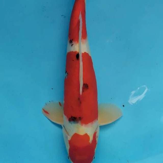 sanke 34 cm