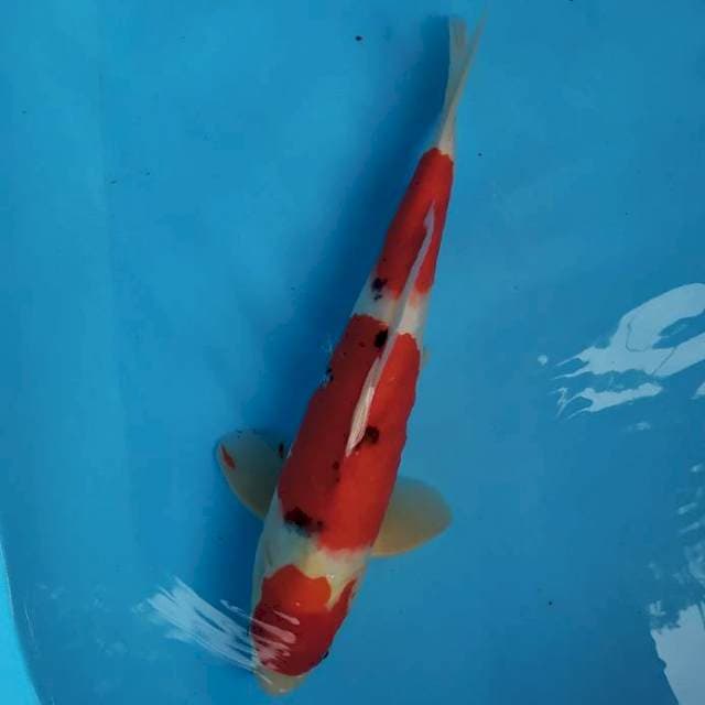 sanke 34 cm
