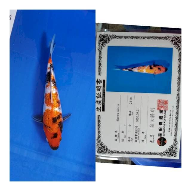 Showa gingrin shinoda