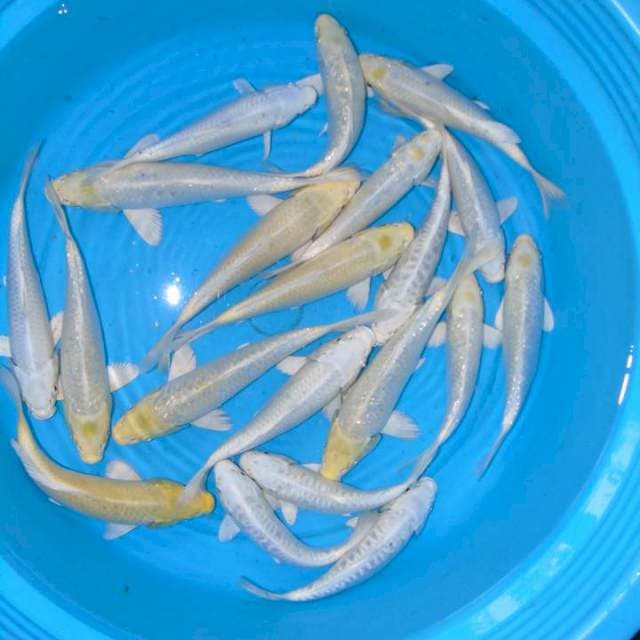 20 Ekor Harga Petani 17-23cm