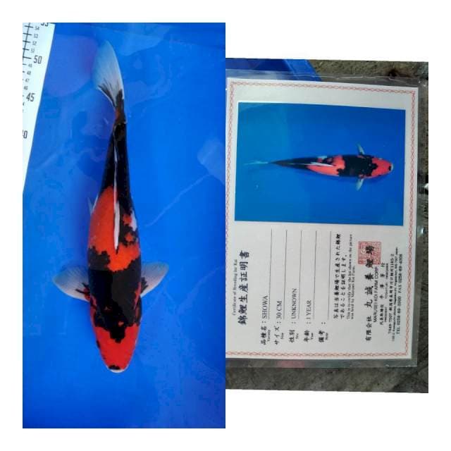 Showa marusei