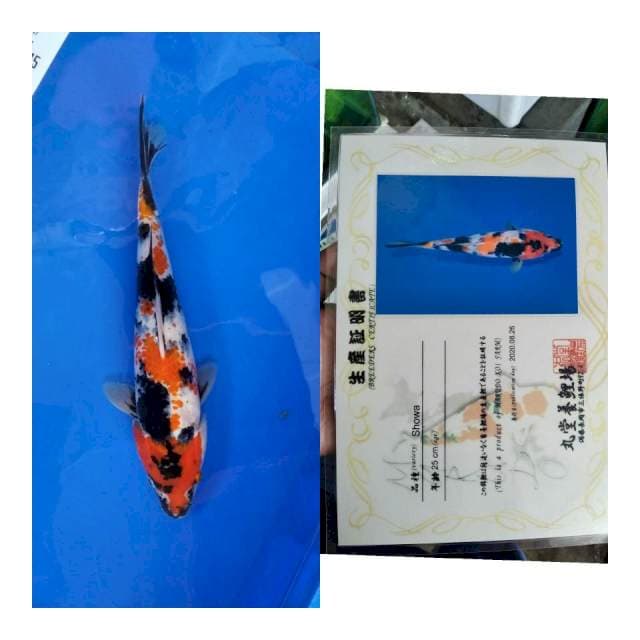 Showa marudo