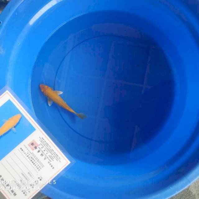 Karashi 20bu Marusei Koi Farm