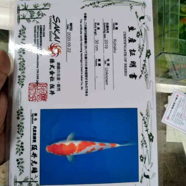 Kohaku sakai ltd