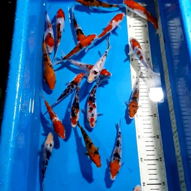 KOHAKU SANKE 12-15 CM 20 EKOR