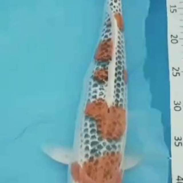 A.gosiki SQ 40cm