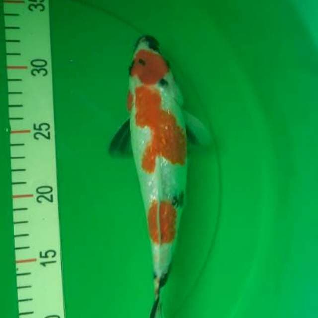 Maruten Ginrin Showa 30cm🍅