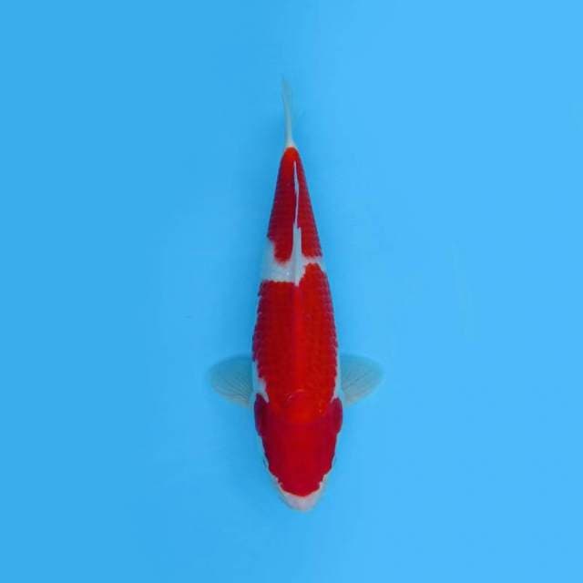 KOHAKU NIDAN GOOD BENI QUALITY