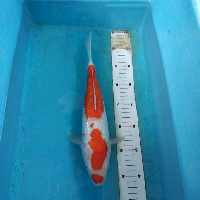 Kohaku ginrin 34cm
