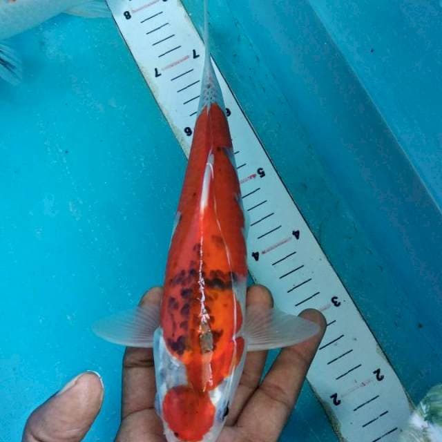 Ghosiki 27cm