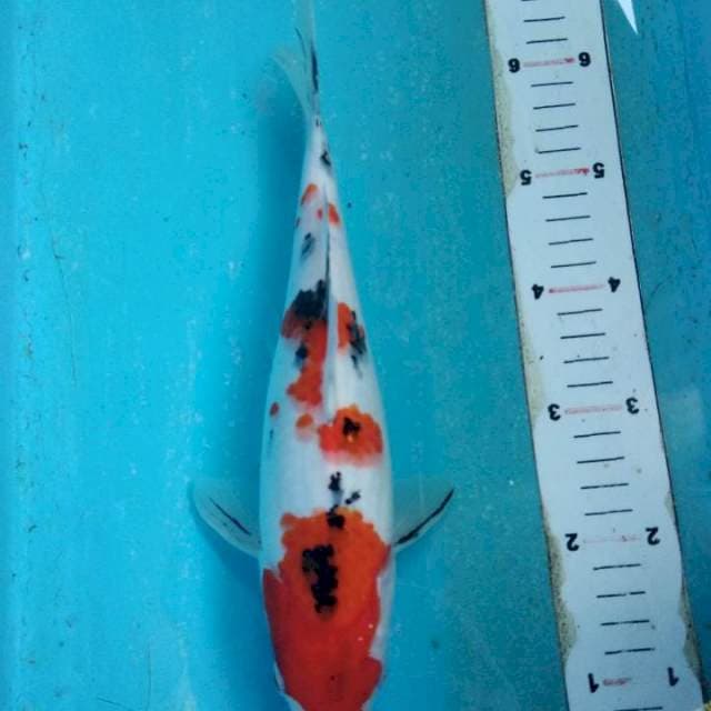 Sanke 30cm