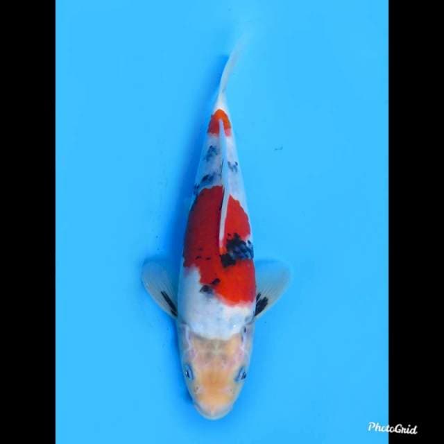 26cm Male , Kindai Showa