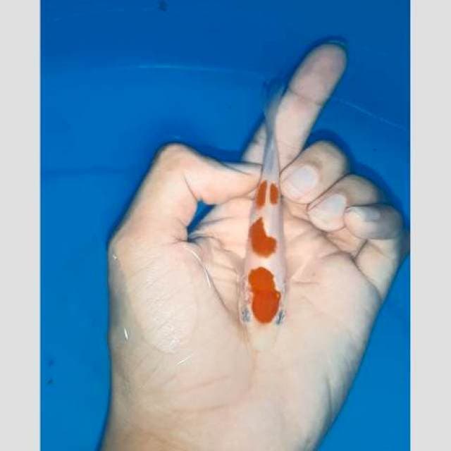 Kohaku ori 3step putih bgt