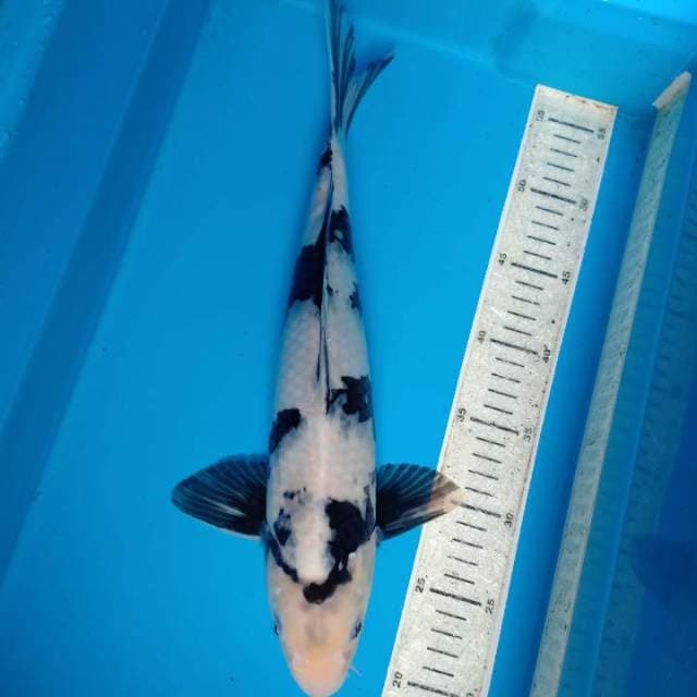 Shiro 40 cm