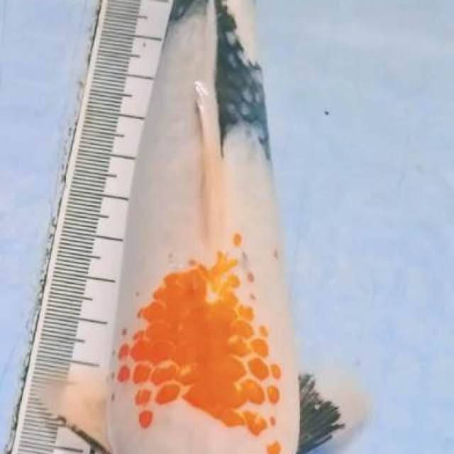 Showa Kanoko