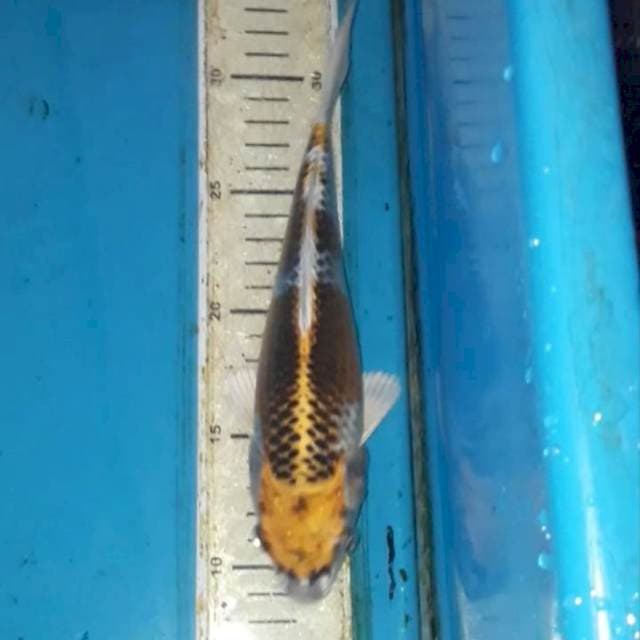 Kujaku 25 cm