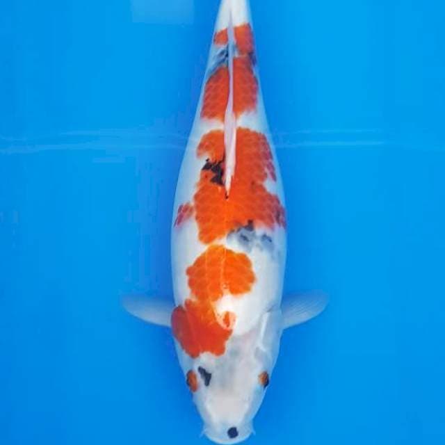 TATEGOI KINDAI SHOWA 39CM