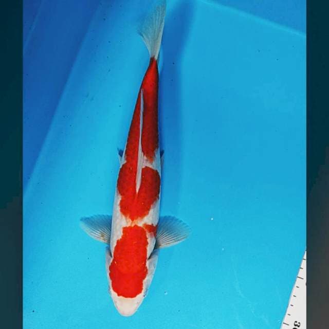 Kohaku 33cm