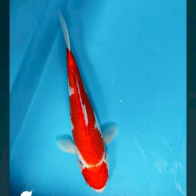 Kohaku 31cm