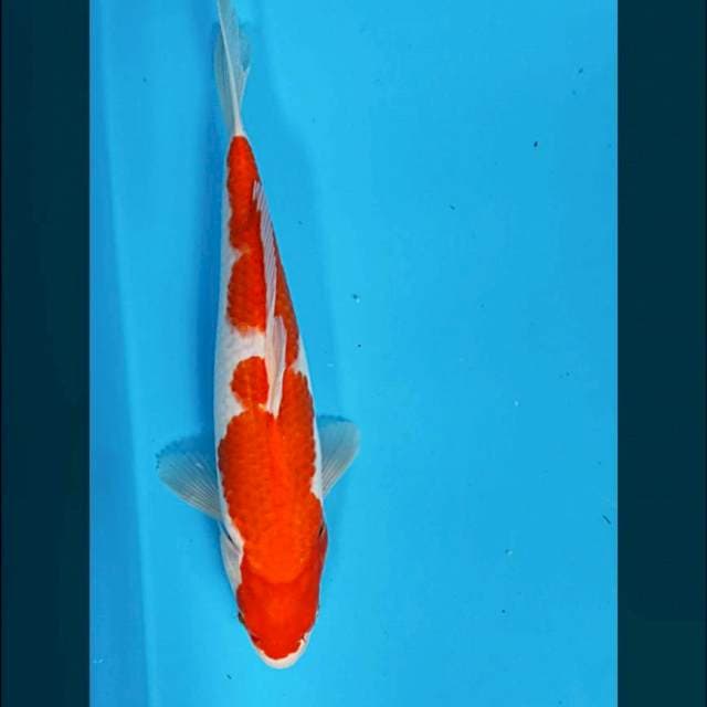 Kohaku 31cm