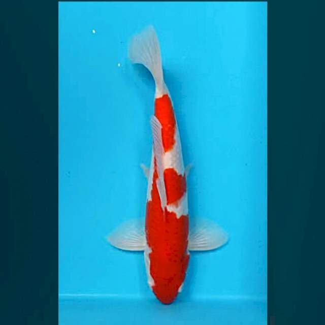 Kohaku 29cm male