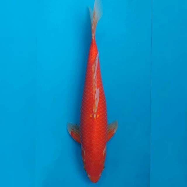 Ikarashi Red Karashi