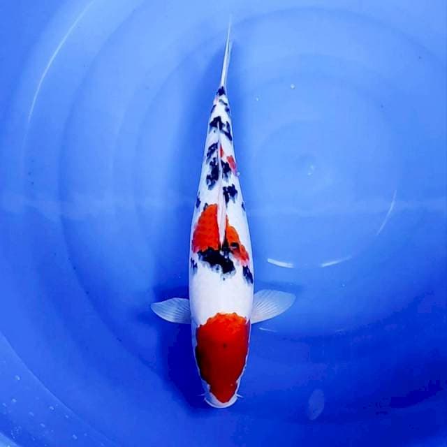 7. Sanke || 40 cm