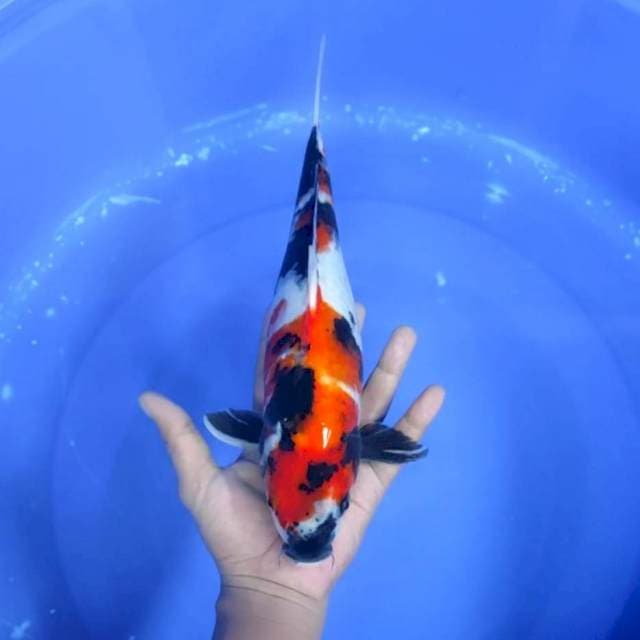11. Showa Sansoku || 33 cm