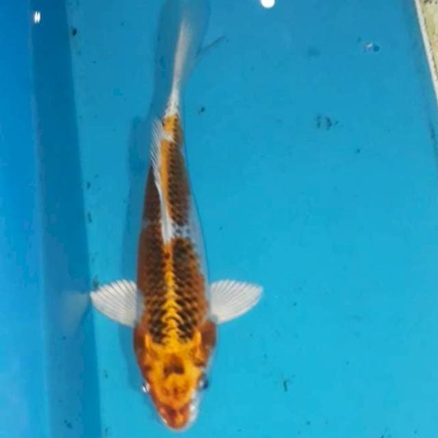 Kujaku 25 cm