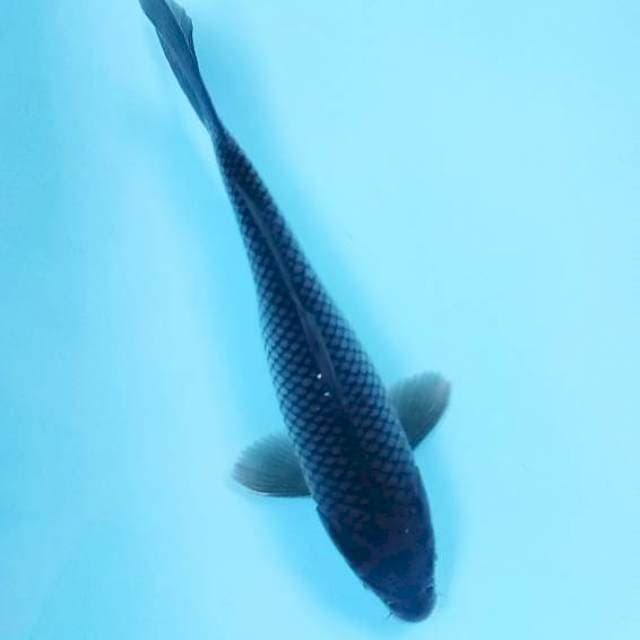 Soragoi # 34cm