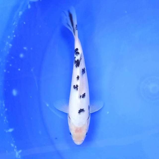 Bekko Halus # 24cm