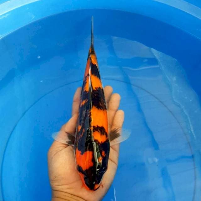 Hi showa bagus 30 cm