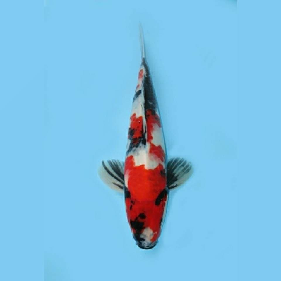 Red Showa Sanshoku Prospek