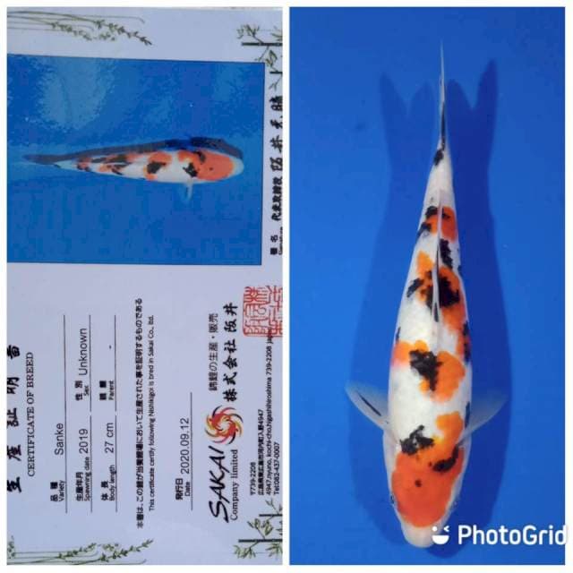 Sanke import sakai ltd farm