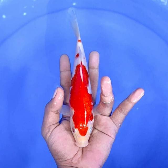 kuhaku /size : 20 cm