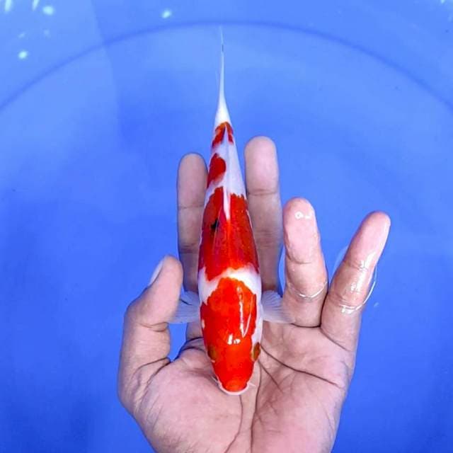kuhaky /size : 18 cm