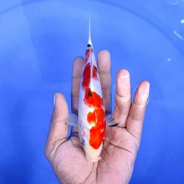 kuhaku /size : 19 cm
