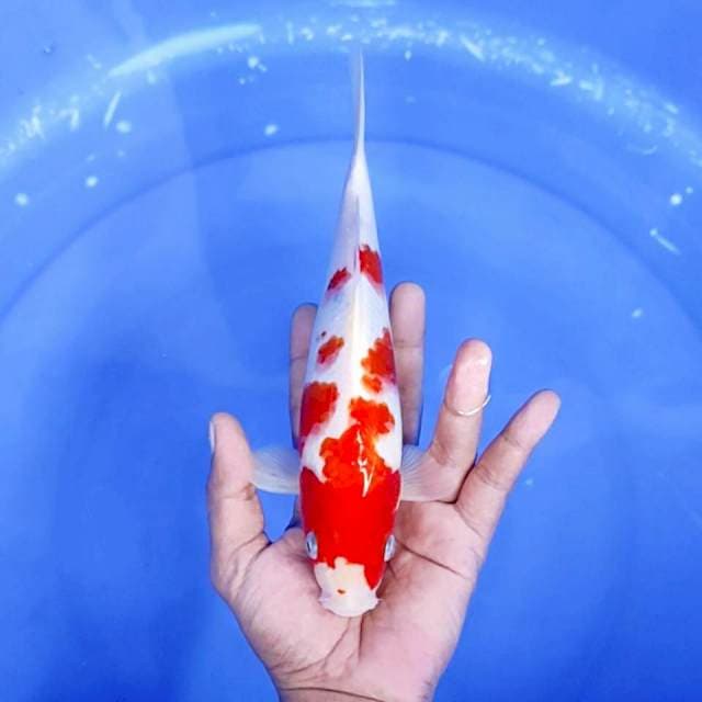 kuhaku /size : 25 cm