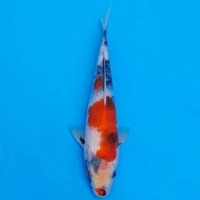 showa sanshoku 22cm HQ