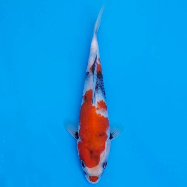 showa sanshoku 23cm HQ