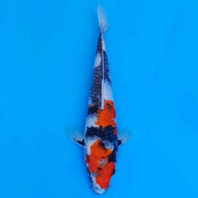 showa sanshoku 25cm HQ