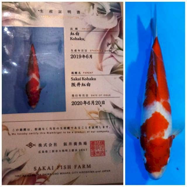SAKAI FISH FARM - KOHAKU - 35 cm - male