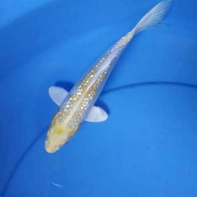 Hariwake ginrin