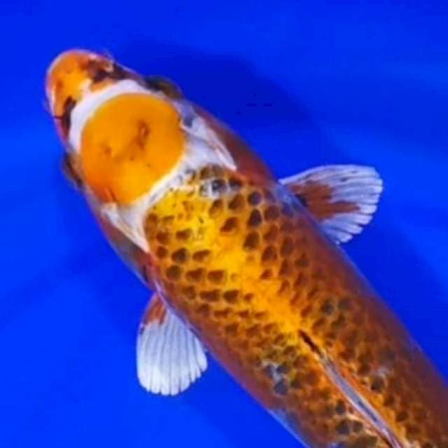 MARUTEN KUJAKU 35 CM